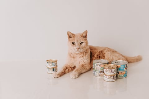 support fill the dishes — My Grandfather's Cat