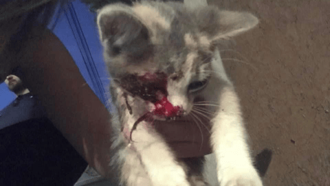 Help Save a Little Kitten’s Life After a Terrible Accident, organized by Valentina Markus