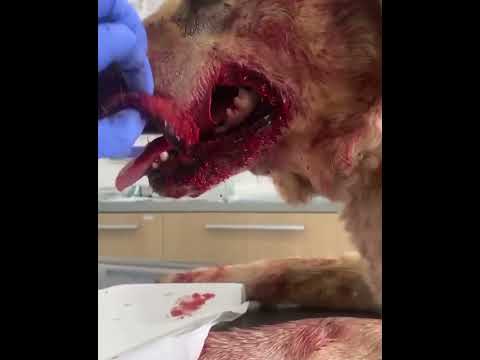 Donate to Help Our Dog Recover from Chainsaw Injury, organized by KIMBERLY THIELEGES