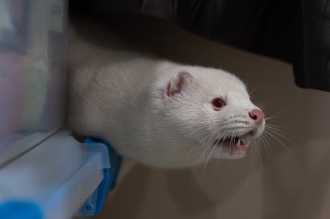 Bird Flu Is Raging on a Mink Farm. It Could Spark a Human Pandemic, Experts Say, but Officials Wonāt Act.