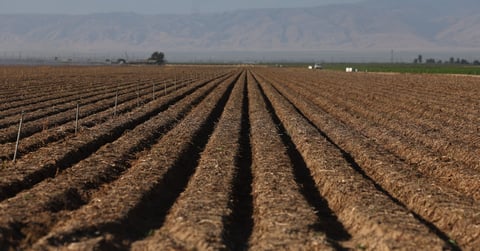 Immigration raids leave crops unharvested, California farms at risk