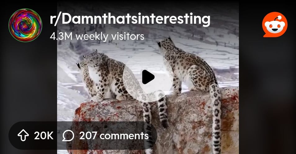 From the Damnthatsinteresting community on Reddit: Snow leopards in Gilgit Baltistan region of Northern Pakistan.