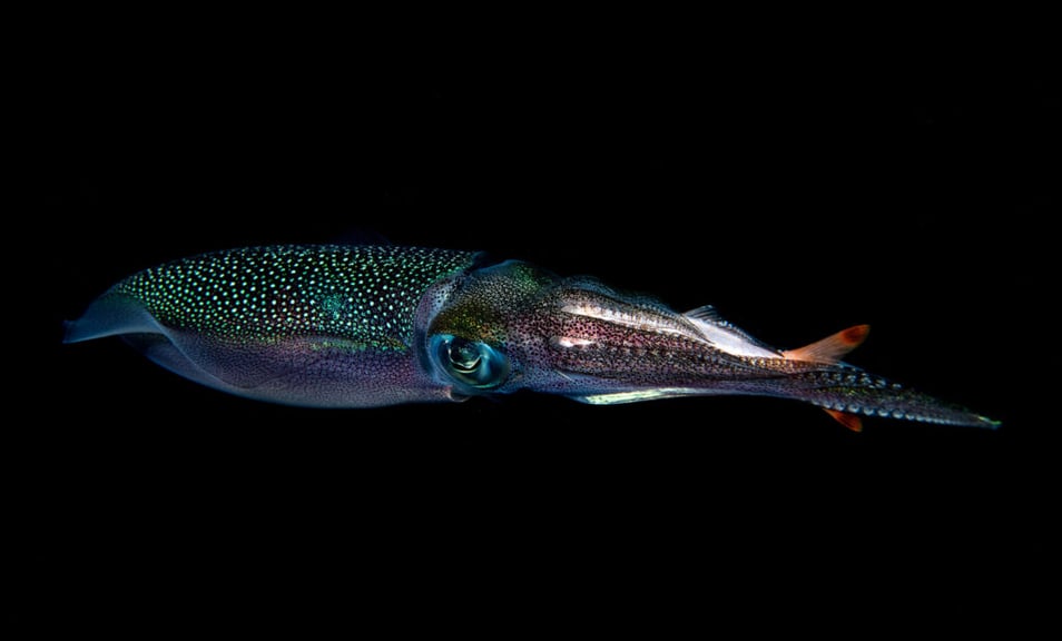 Giant squid found in Western Australian waters in eDNA study - United Kingdom